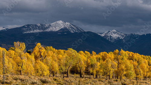 Sunlit trees in autumn along the Gros Ventre river