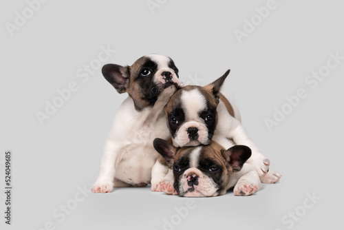 Three cute french bulldog puppies sleep on a bed on a white plaid.