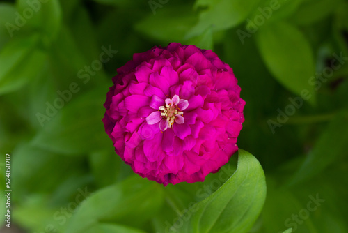 Pink Xenia flower photo