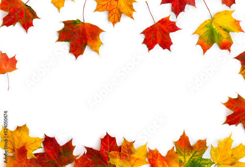 Autumnal colorful maple leaves on a white background with copy for text. Top view  flat lay