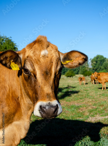 Cows on a summer pasture © Олександр Луценко