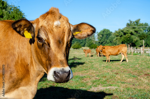 Cows on a summer pasture