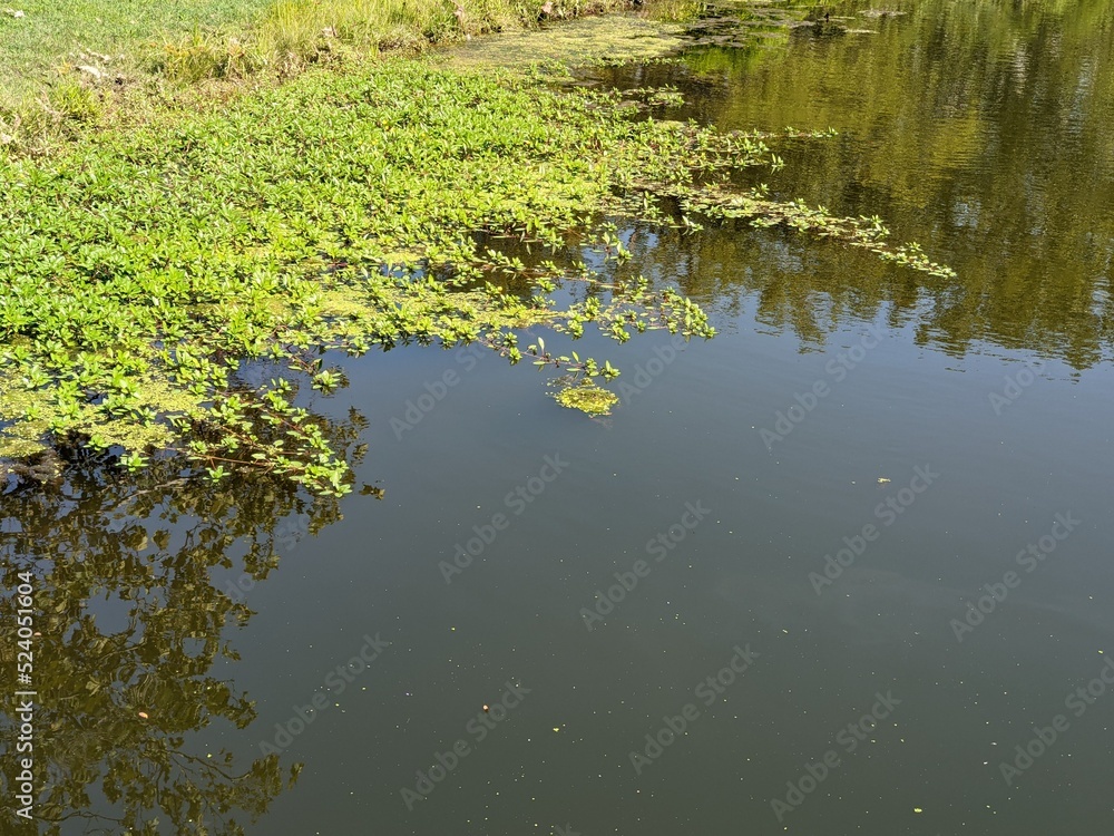 Swamp background
Swamp background