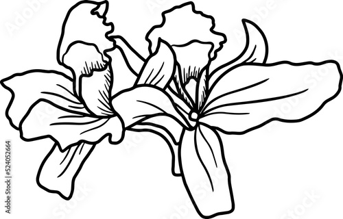 Line Art Orchid Illustration

