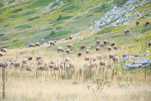 Herd of shep in the National Park Gran Sasso in Abruzzo. photo