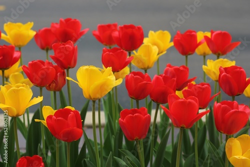 red and yellow tulips