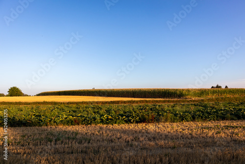 Feder in Sommer in Niederbayern