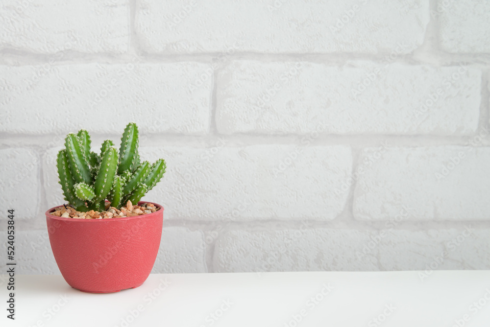 Succulent red pot with white wall background copy space. Relax with green nature in city lifestyle, slow life hipster concept. Succulent red pot with white wall background copy space. Relax with green nature in city lifestyle, slow life hipster concept.