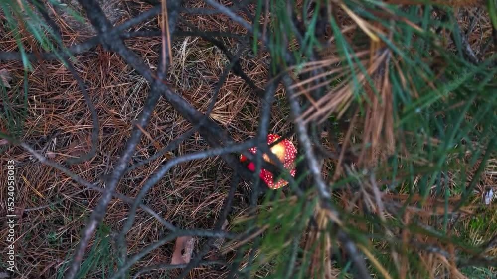 Red fly agaric in the forest. Fly agaric in a coniferous forest. hallucinogenic mushroom in the forest Red fly agaric in the forest. Fly agaric in a coniferous forest. hallucinogenic mushroom in the forest
