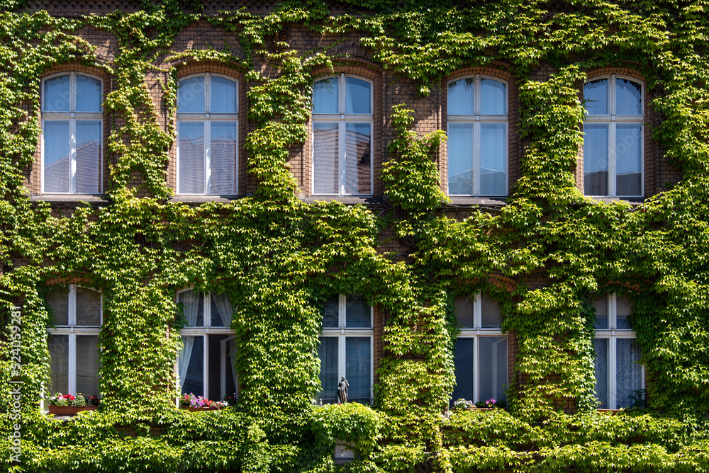 Facade of a building covered with ivy. Plants growing on the facade. Ecology and green living in city, urban environment, sustainable living concept. Vertical gardening.