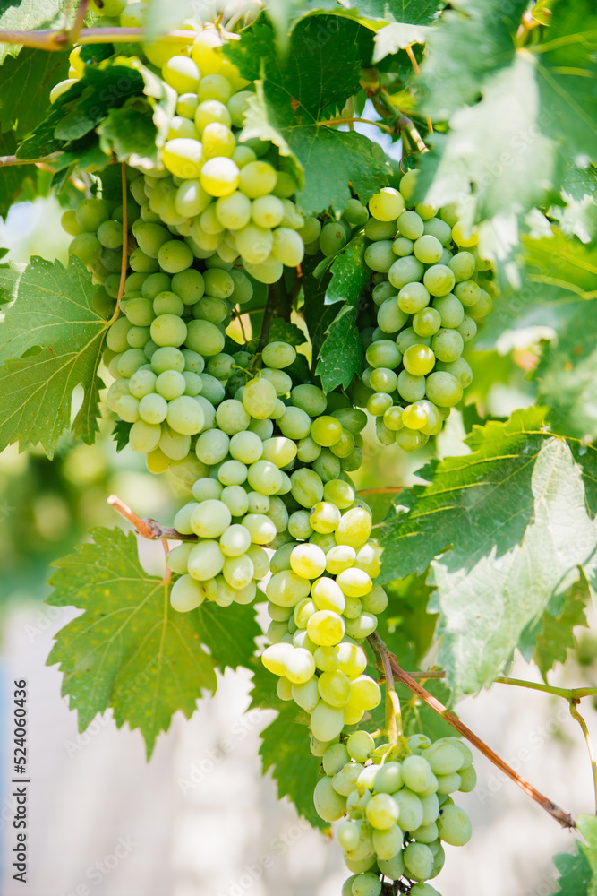 Bunches of ripe grapes for wine production in vineyards. Large brushes of white grapes are hanging in the garden. Bright sunny day. Natural background.