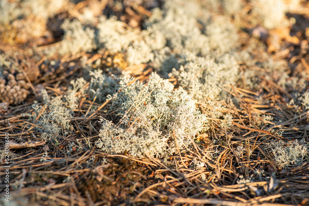 Close-up of reindeer moss growing in pine forest. Macro photo of reindeer moss Close-up of reindeer moss growing in pine forest. Macro photo of reindeer moss
