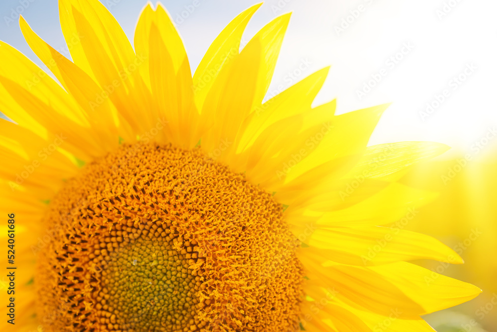 Obraz premium Close-up shot of bright yellow sunflower in the field. Setting sun illuminating sunflower from behind