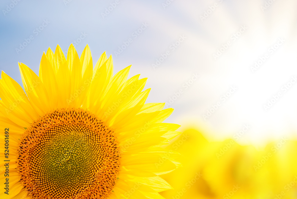 Obraz premium Bright magical photo of blooming sunflower in agricultural field in the evening. Warm light from setting sun on the background illuminating sunflower