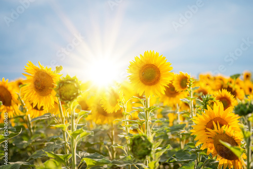 Setting sun over field of blooming sunflowers. Bright photo of sunflowers in bloom and rays of sun right behind them