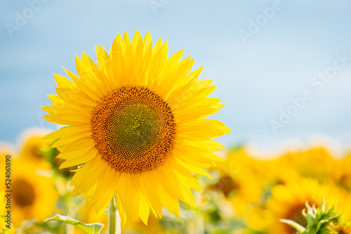 Photo of blooming sunflower in agricultural field against blue sky. Copy space near the sunflower  evening warm and soft light