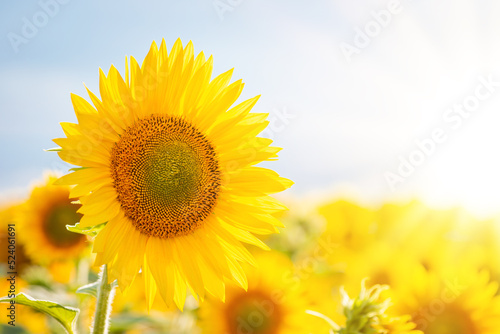 Tall blooming sunflower in the field with bright sun rays in the corner. Evening photo of golden sunflower lit by setting sun rays