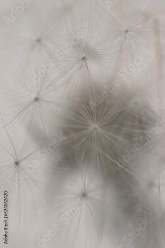 dandelion close-up