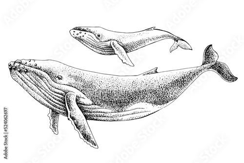 Mother and baby humpback whale
