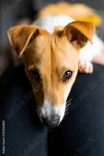 Jack Russell terrier sitting on his lap and looking at the camera © Ivan Kozachenko