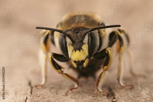 Facial closeup on a male mediterranean Florentine woolcarder bee, Anthidium florentinum photo