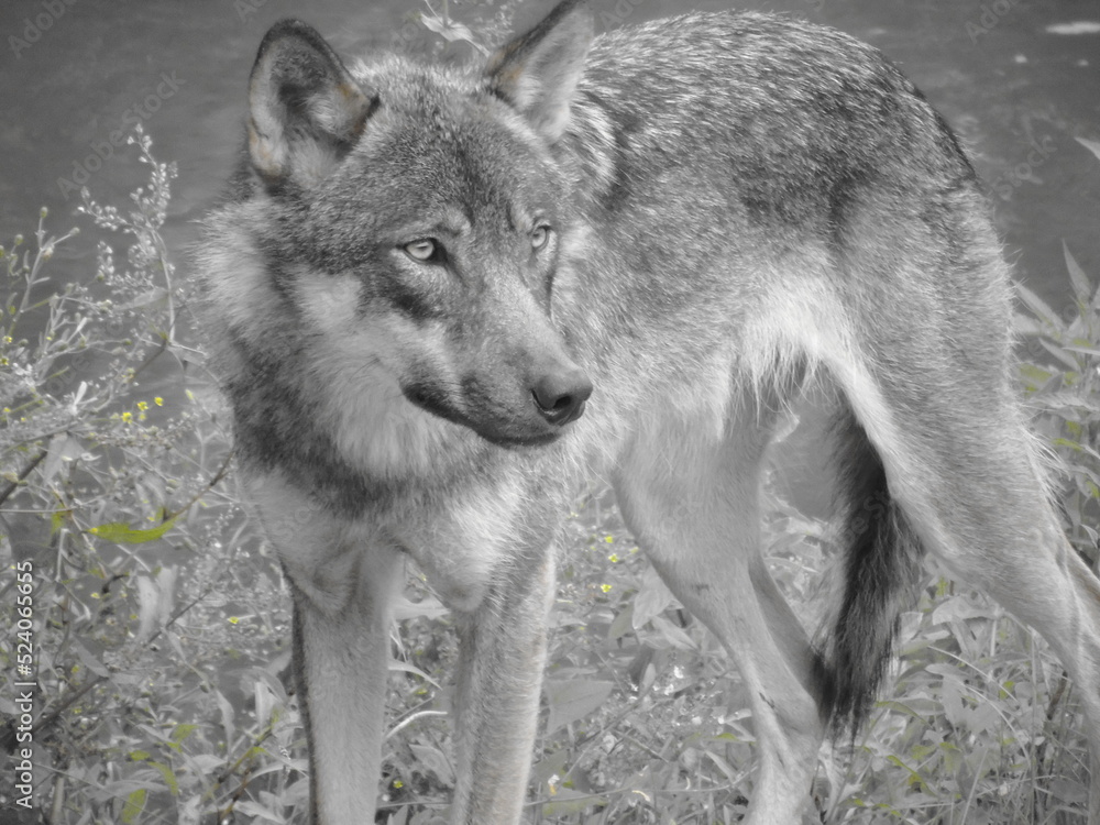 Fototapeta premium Loup en noir et blanc