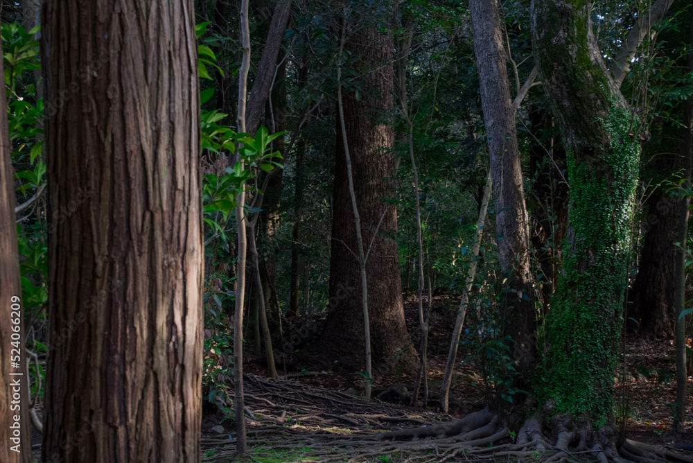 Obraz premium path in the forest