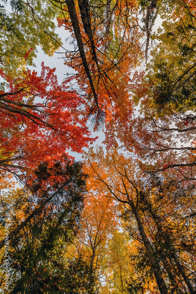 Autumn Season in Canada, Fall Colors in Canada, Forest Fall Colors, Colorful Leaves in Forest. Autumn Season in Canada, Fall Colors in Canada, Forest Fall Colors, Colorful Leaves in Forest.