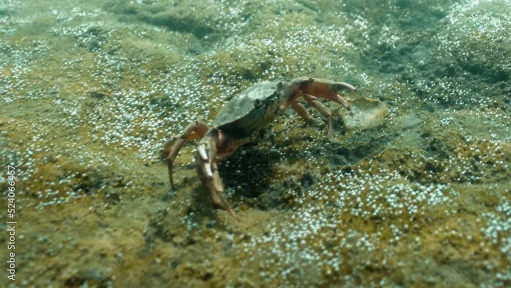 A crab walking backwards underwater while showing pincers as a warning A crab walking backwards underwater while showing pincers as a warning