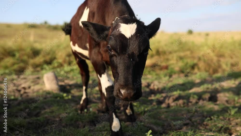 Spotted black white calf with chain on it neck is on pasture. Spotted black white calf with chain on it neck is on pasture.