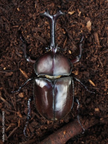 カブトムシ photo