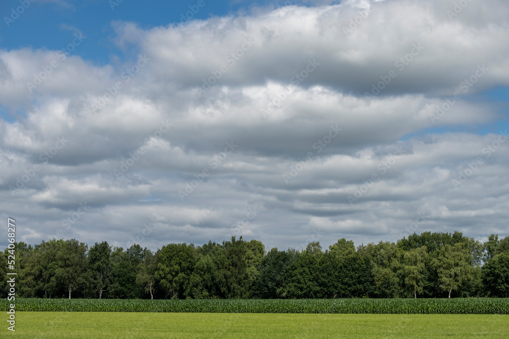 Grassland with corn and a forest edge in the north of the Netherlands.