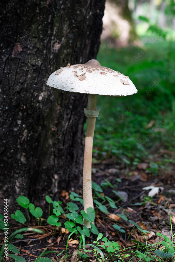 Fototapeta premium Blurred image of a mushroom on a background of wood and greenery.