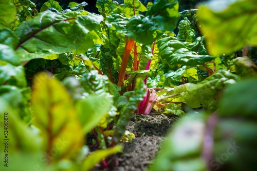 Canvas-taulu Down below the organic crop field with Peppermint swiss chard growing in the soi