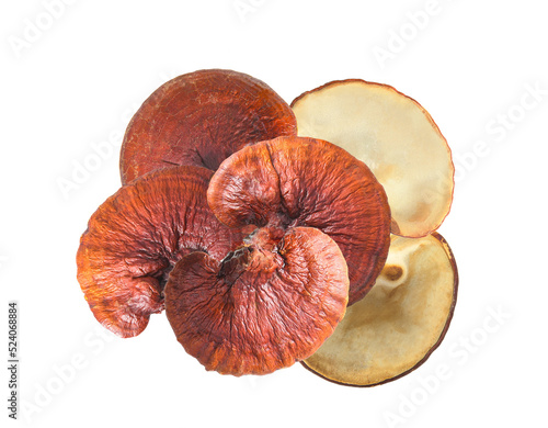 lingzhi mushroom on transparent png