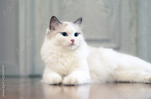 Wallpaper Mural white cat on a bed Torontodigital.ca