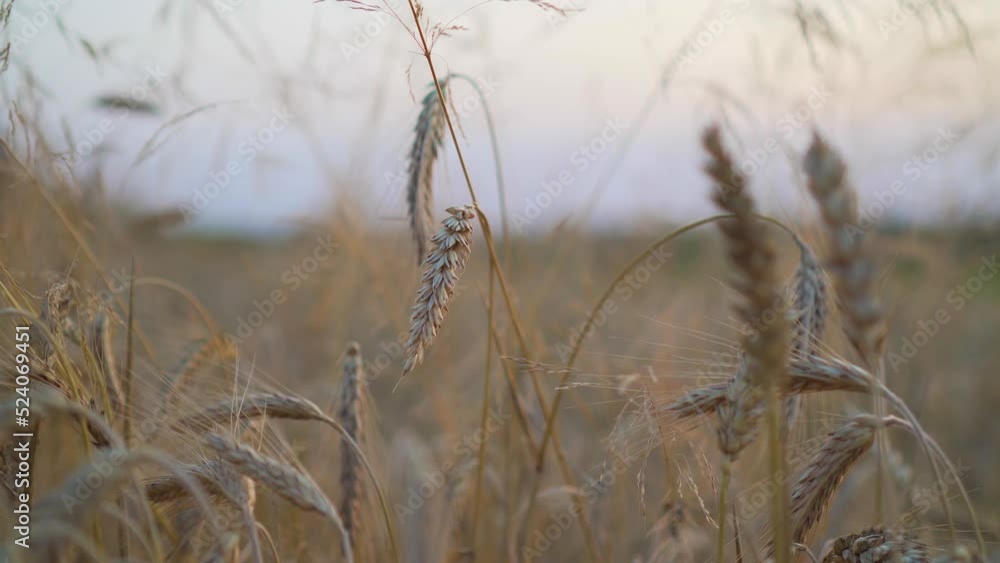 Agricultural wheat field at sunset close up. Concept of work in agronomic farm and production organic food Agricultural wheat field at sunset close up. Concept of work in agronomic farm and production organic food