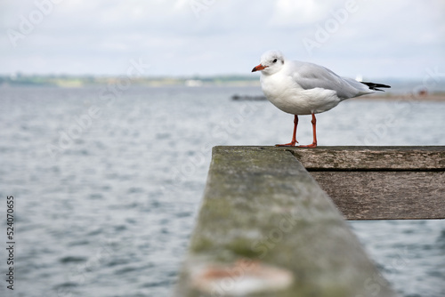 Möve auf Geländer