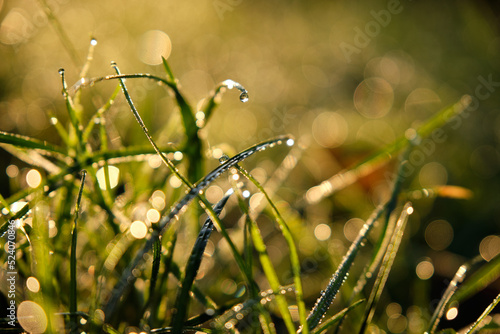 Morgentau und Gras