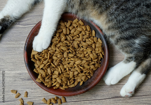 dry cat food on earthenware plate