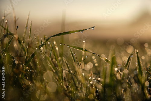 Gras mit Morgentau