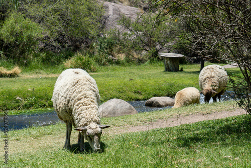 View of the merinolandschaf sheep grazing the green grass on a sunny day photo