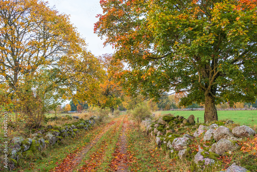 Fototapeta premium Autumn colors at a dirt road in a rural landscape
