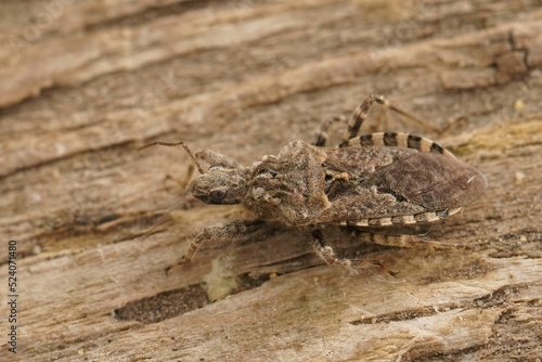 Closeup on a Mediterranean grey colored groundbug, Coranus grise photo