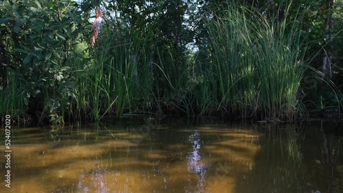 Natural landscape. Close-up shooting of the lake shore where green grass grows. Clean, clear water, you can see the sandy bottom.