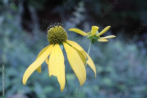 Closeup of yellow Cutleaf coneflower growing in a park photo