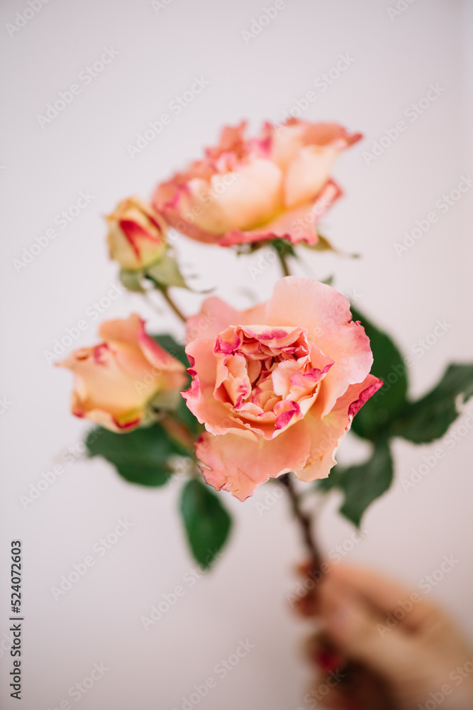 Single tender pink,multi-headed rose flower on the grey background, close up view