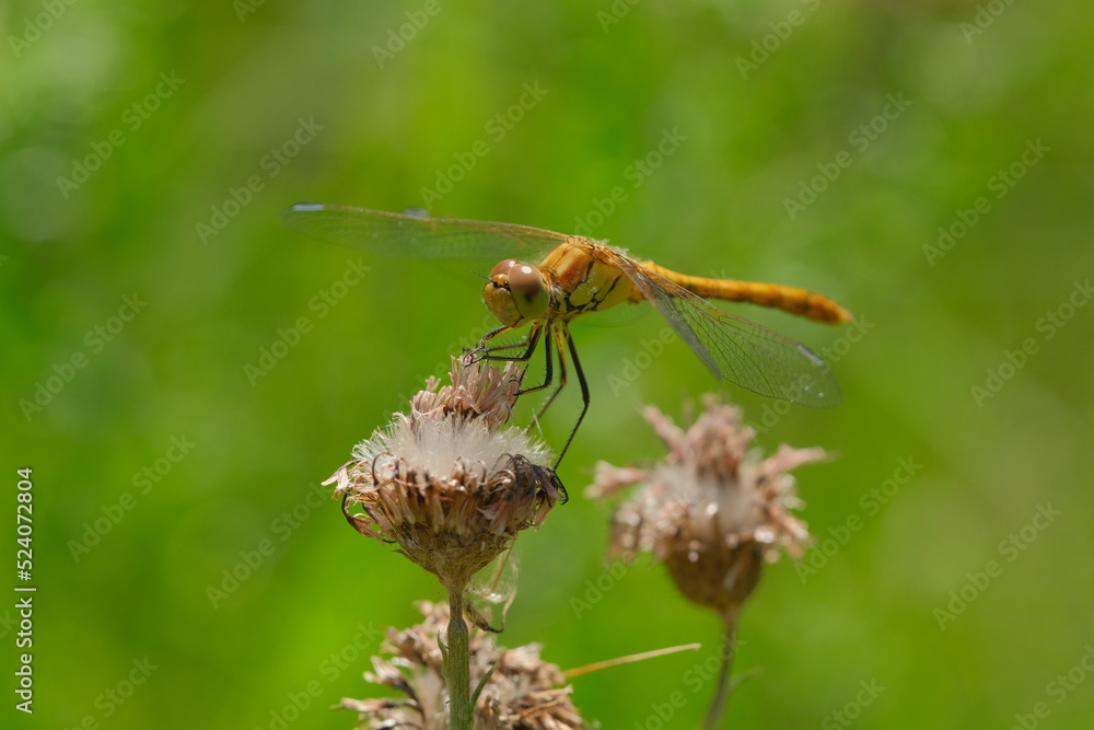 Dragonfly on a dried plant. Macro photography showing of eyes and wings details. Dragonfly on a dried plant. Macro photography showing of eyes and wings details.