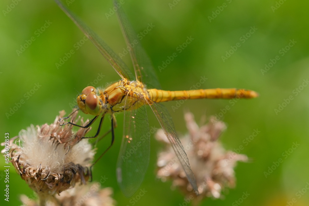 Dragonfly on a dried plant.  Macro photography showing of eyes and wings details.