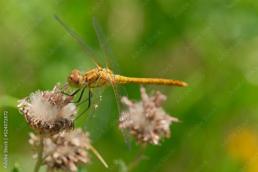 Dragonfly on a dried plant. Macro photography showing of eyes and wings details. Dragonfly on a dried plant. Macro photography showing of eyes and wings details.